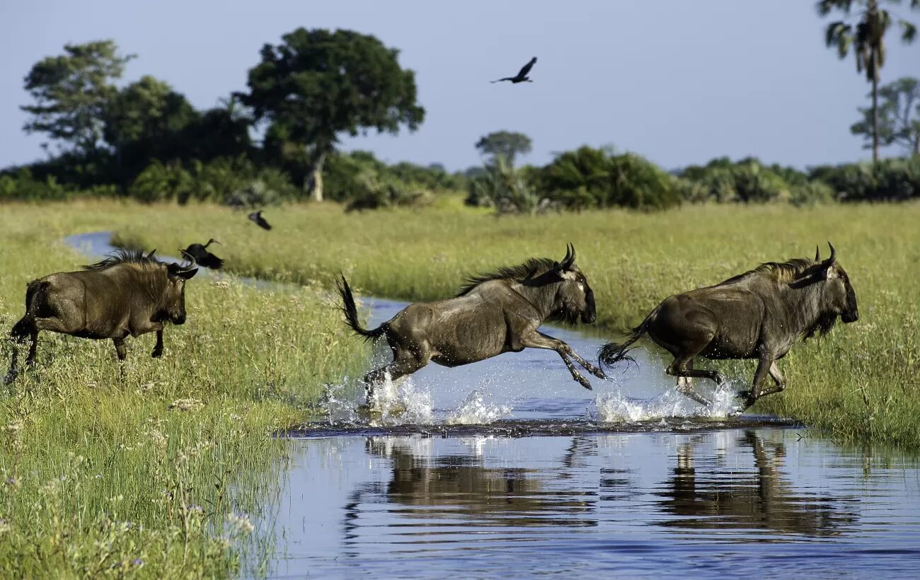 Botswana travel photo 10